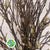 Magnolia 'Bud' (Trees) (DRY) 'Wild' (Various Sizes)