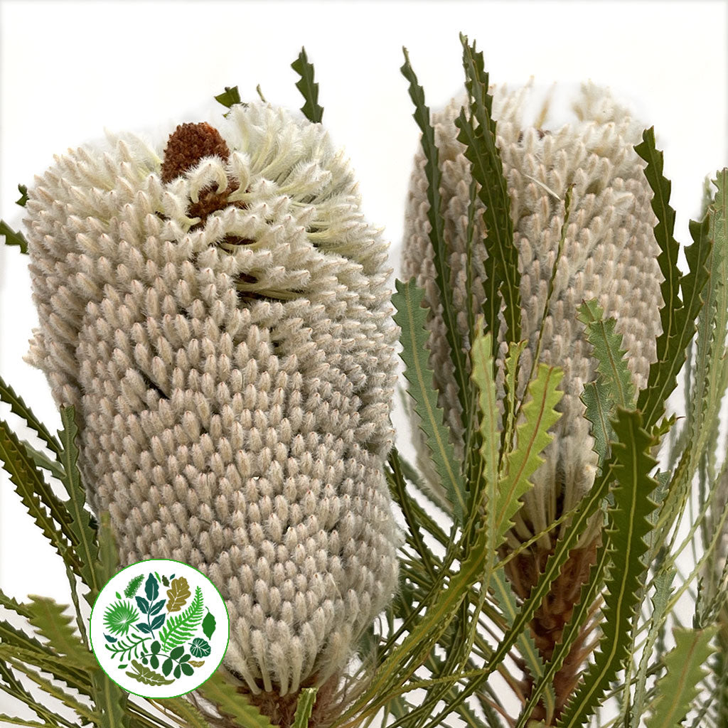 Protea &#39;Banksia&#39; (Prionotes) (Various Lengths)