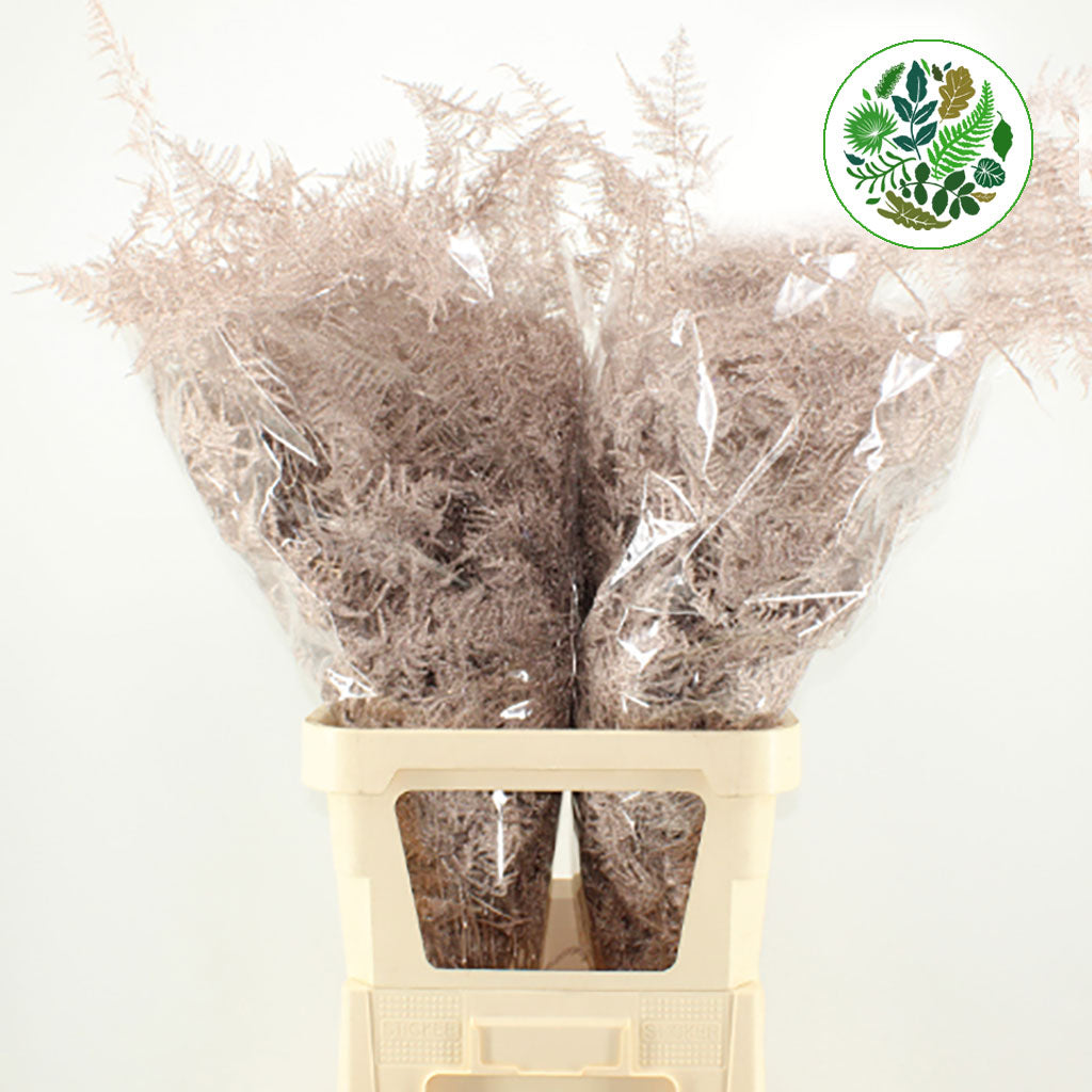 Fern 'Asparagus' (Painted) 85cm (Various Colours) (x50)