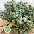 Palm 'Date Crown' (Various Sizes)