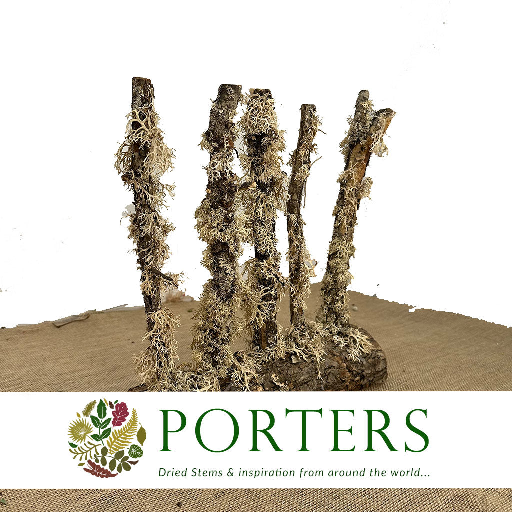 Screen &#39;Oakmoss Stems&#39; (DRY) (Various Sizes)