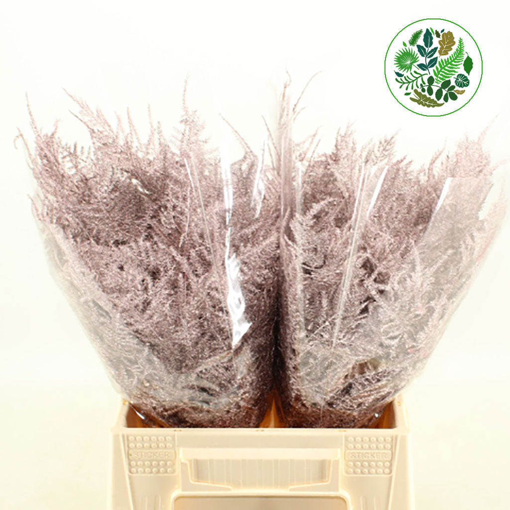 Fern &#39;Asparagus&#39; (Painted) 45cm (Various Colours) (x50)