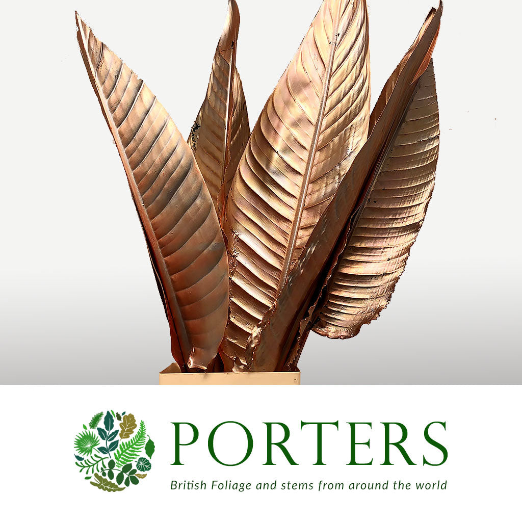 Strelitzia 'Leaves' Painted (Various Colours) (x10)
