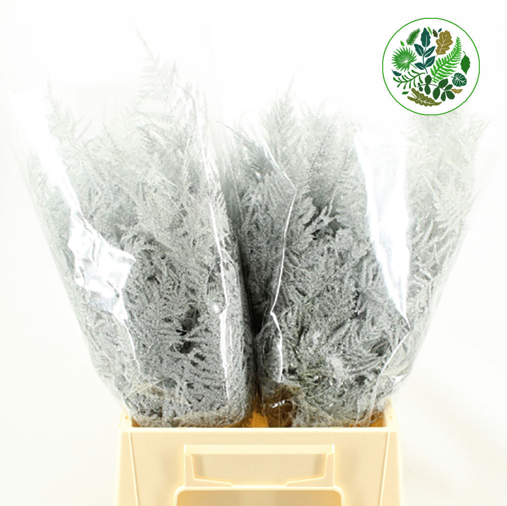 Fern 'Asparagus' (Painted) 45cm (Various Colours) (x50)