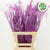 Fern 'Asparagus' (Painted) 65cm (Various Colours) (x50)