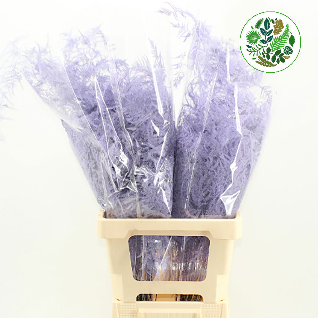 Fern 'Asparagus' (Painted) 65cm (Various Colours) (x50)