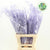 Fern 'Asparagus' (Painted) 65cm (Various Colours) (x50)