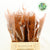 Fern 'Asparagus' (Painted) 45cm (Various Colours) (x50)