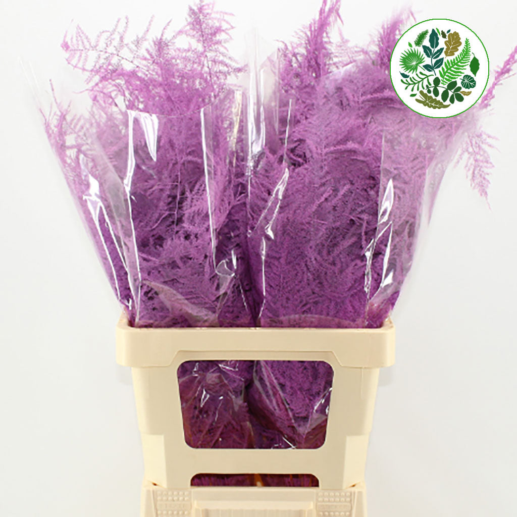 Fern 'Asparagus' (Painted) 85cm (Various Colours) (x50)