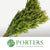 Leucadendron 'Lime Green' (Various Sizes) (x10)