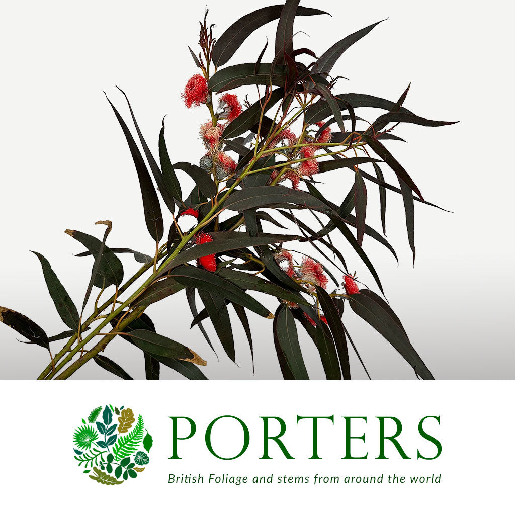 Eucalyptus &#39;Robusta Flowering&#39; 70cm 400g (Aspirated)(Various Colours)