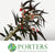 Eucalyptus 'Robusta Flowering' 70cm 400g (Aspirated)(Various Colours)