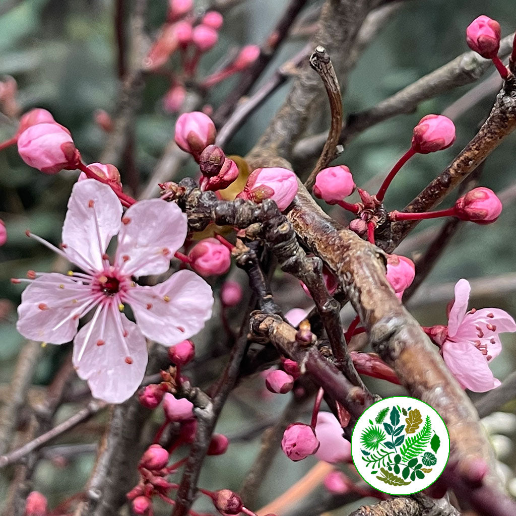 Blossom &#39;Pink&#39; Wild &#39;Single&#39; (Various Sizes)