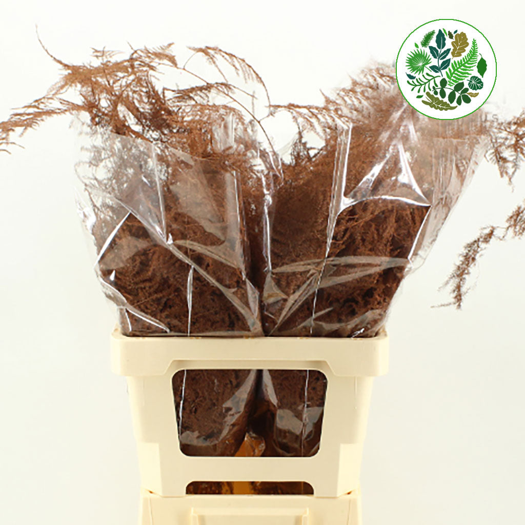 Fern 'Asparagus' (Painted) 65cm (Various Colours) (x50)