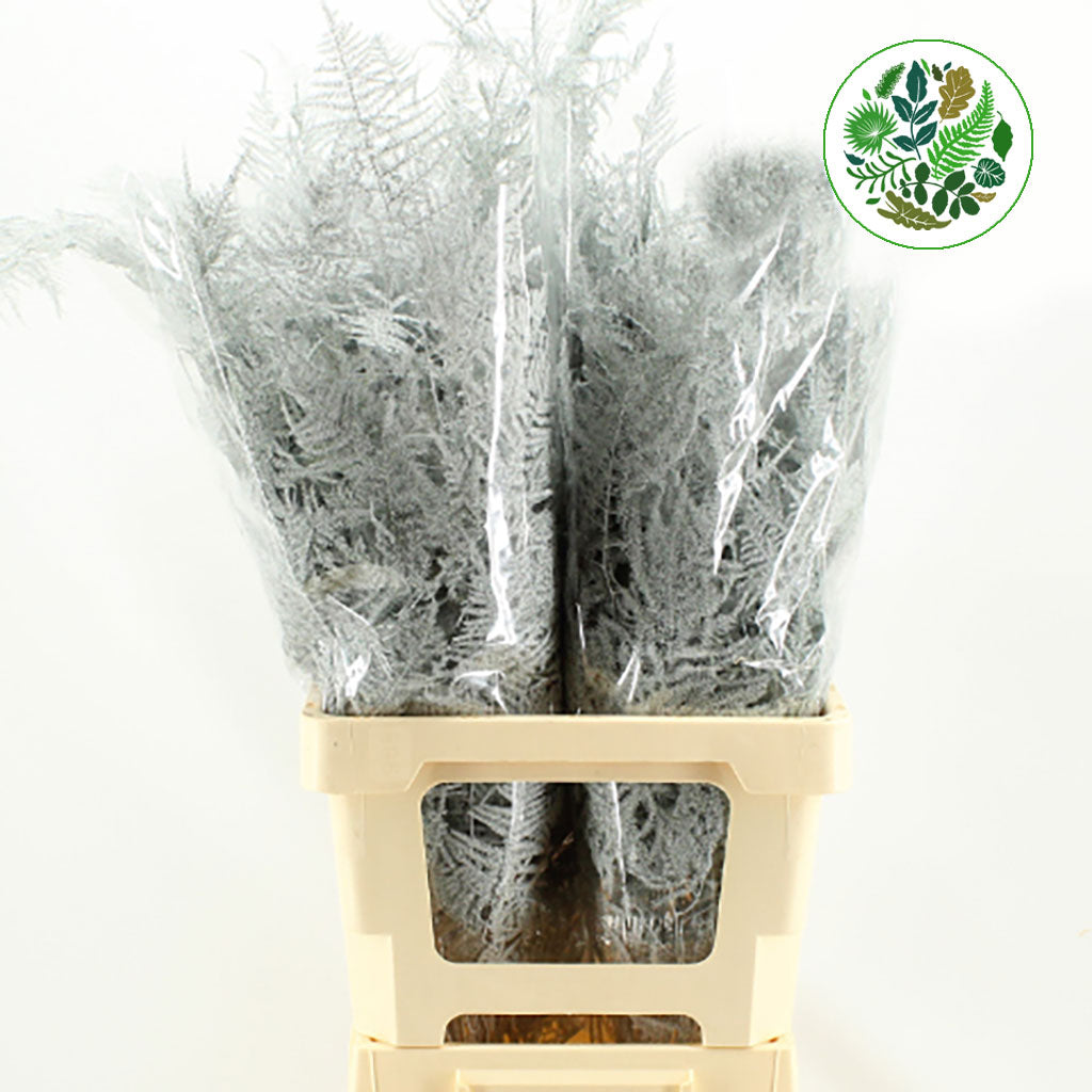 Fern 'Asparagus' (Painted) 65cm (Various Colours) (x50)