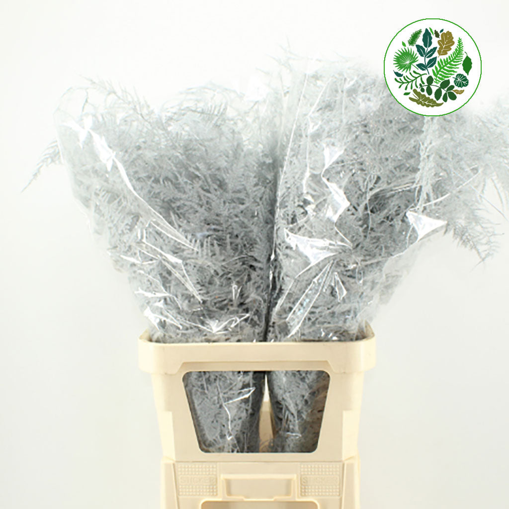 Fern 'Asparagus' (Painted) 85cm (Various Colours) (x50)
