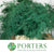 Fern 'Asparagus' (Painted/Glitter) 85cm (Various Colours) (x50)