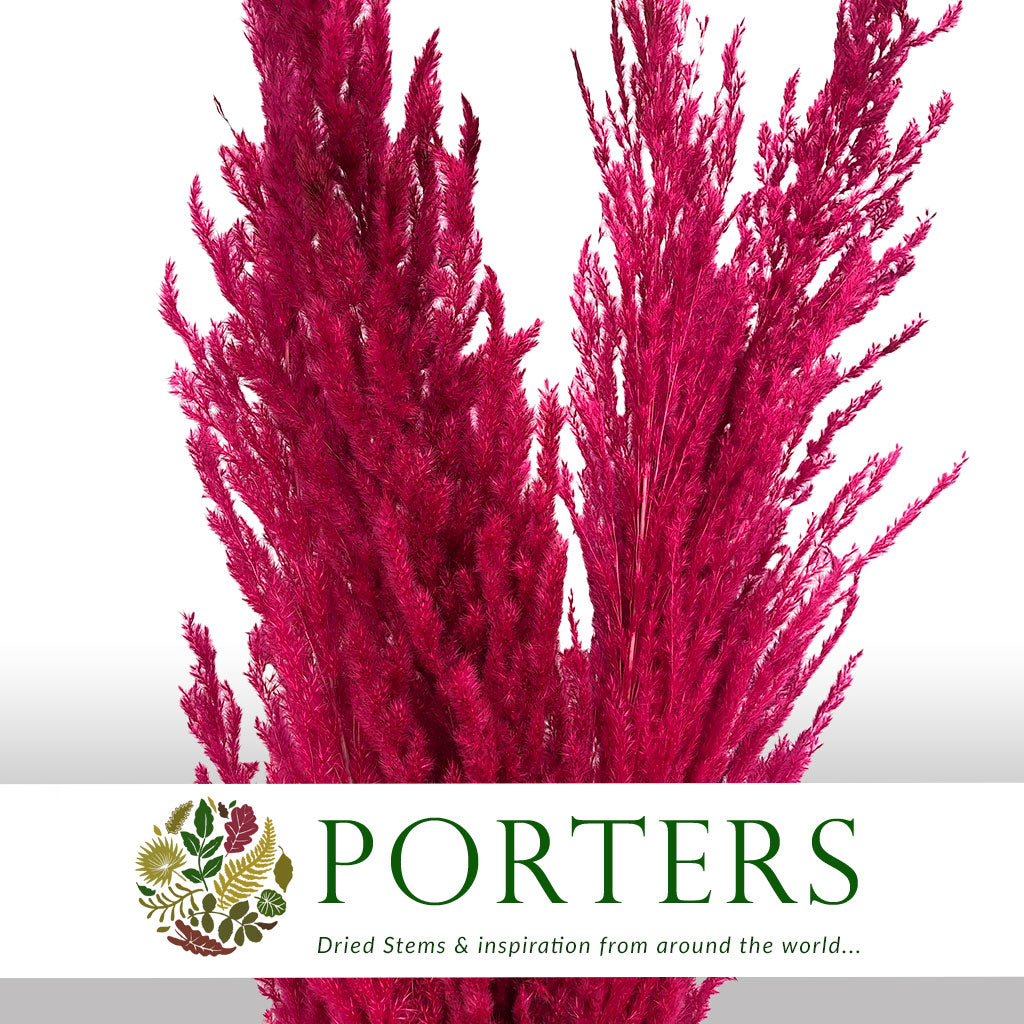 Grass 'Pampas' (x8) 120cm (Various Colours) (DRY)