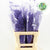 Fern 'Asparagus' (Painted) 85cm (Various Colours) (x50)