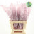 Fern 'Asparagus' (Painted) 65cm (Various Colours) (x50)