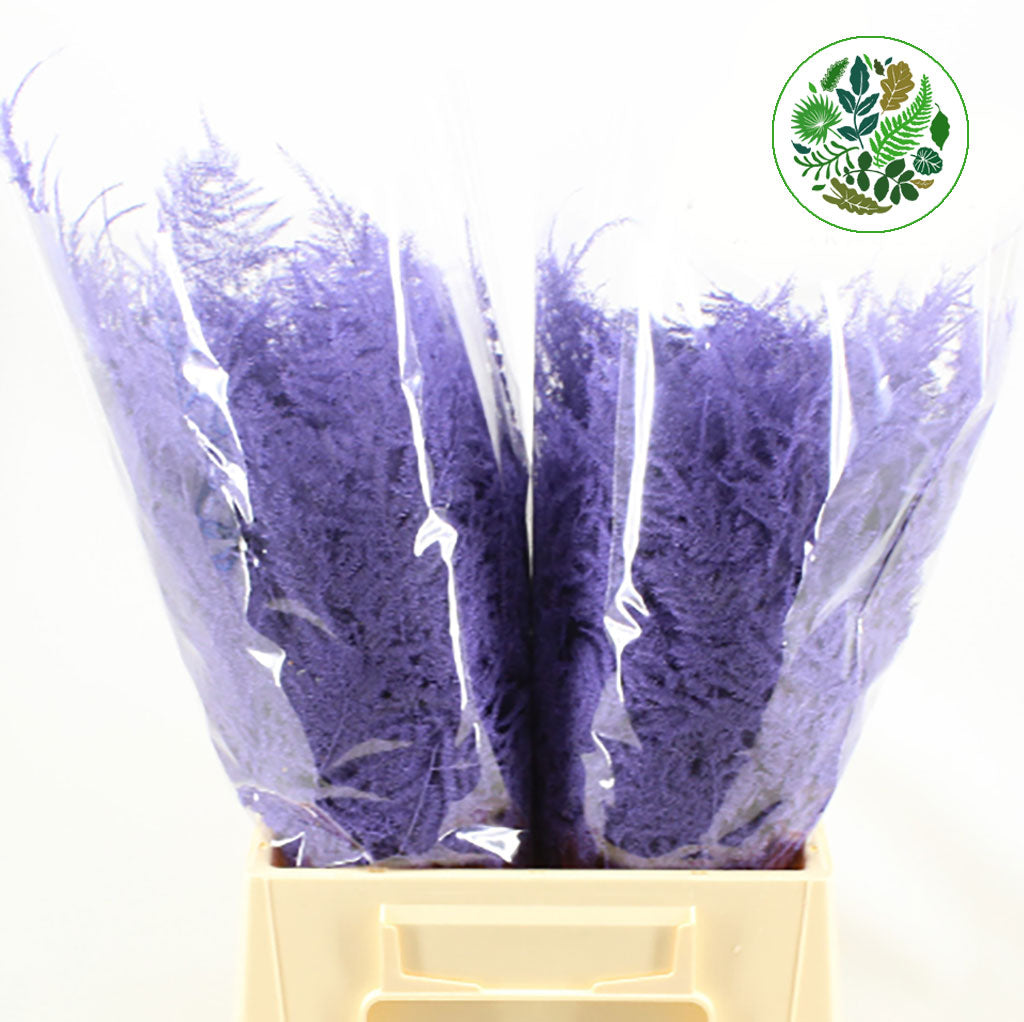 Fern &#39;Asparagus&#39; (Painted) 45cm (Various Colours) (x50)