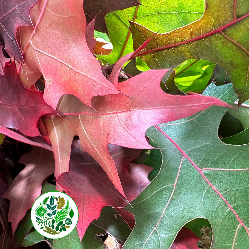 Oak &#39;Spanish Oak&#39; (Cultivated) (Various Sizes)