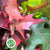 Oak 'Spanish Oak' (Cultivated) (Various Sizes)