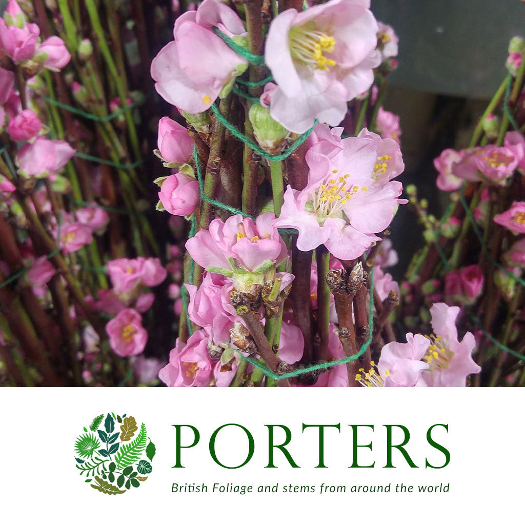 Blossom &#39;Pink&#39; (Peach) &#39;Single&#39; (Cultivated) (Various Lengths)