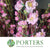 Blossom 'Pink' (Peach) 'Single' (Cultivated) (Various Lengths)