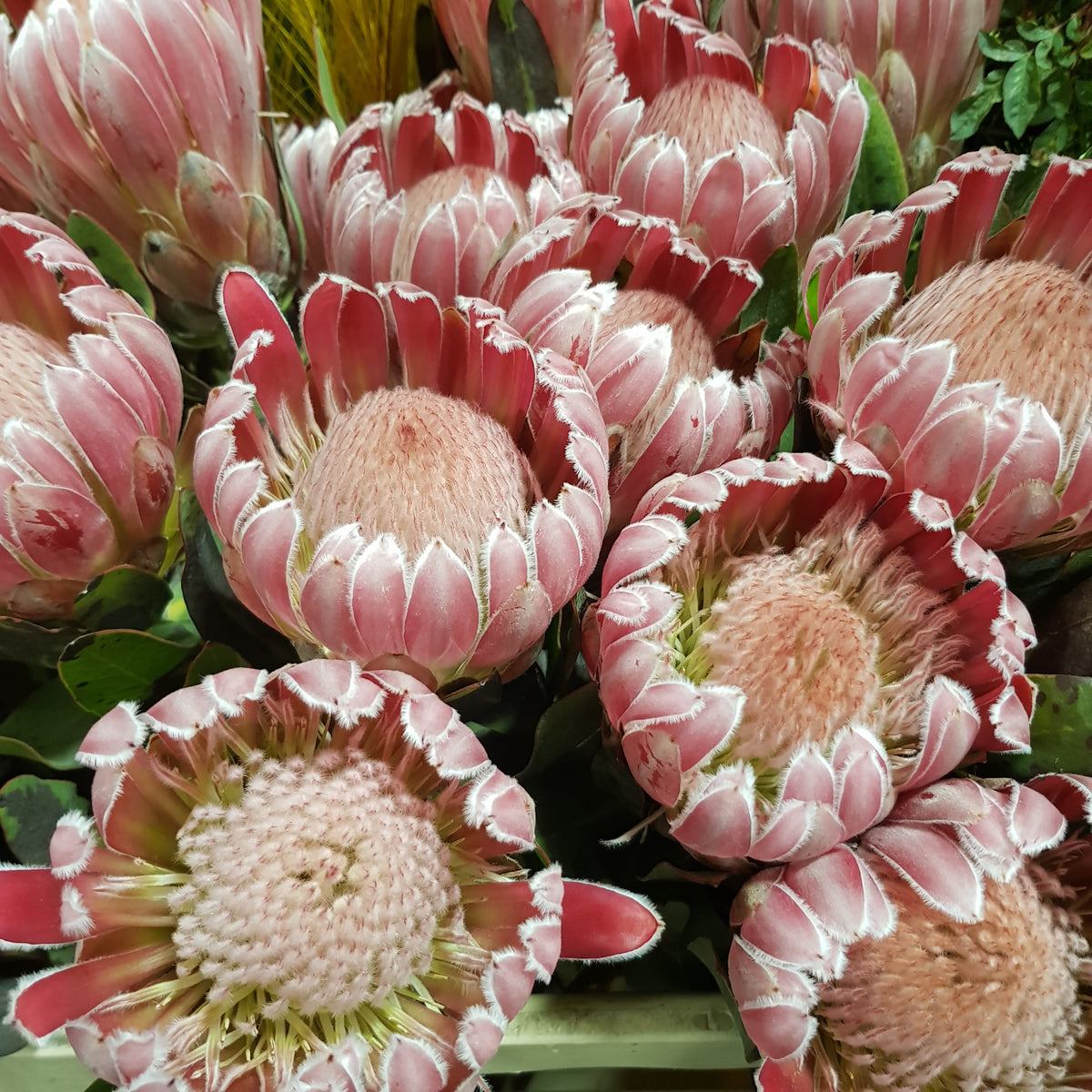 Protea &#39;Carnival&#39; (Various lengths)