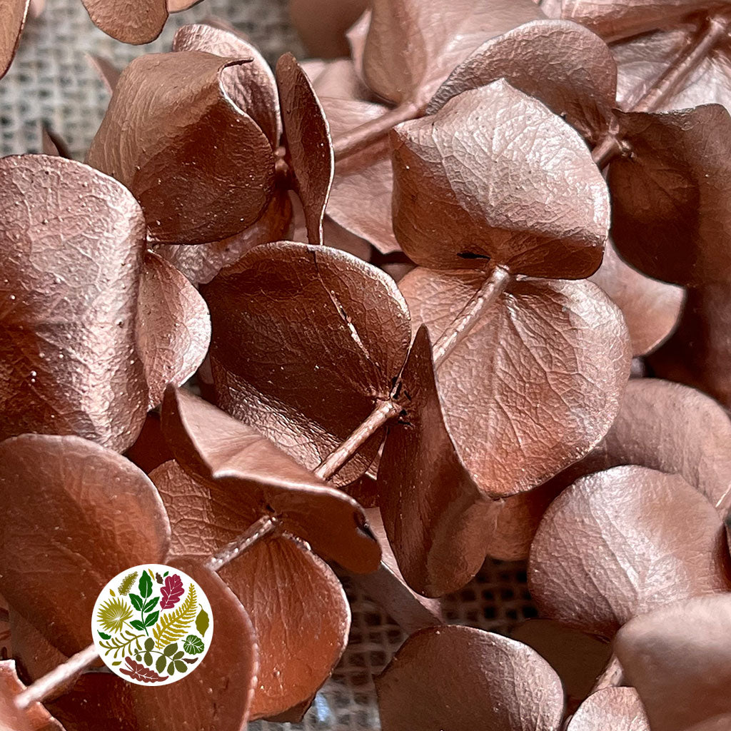 Eucalyptus 'Baby Blue' (Preserved & Painted) (DRY) (Various Colours)