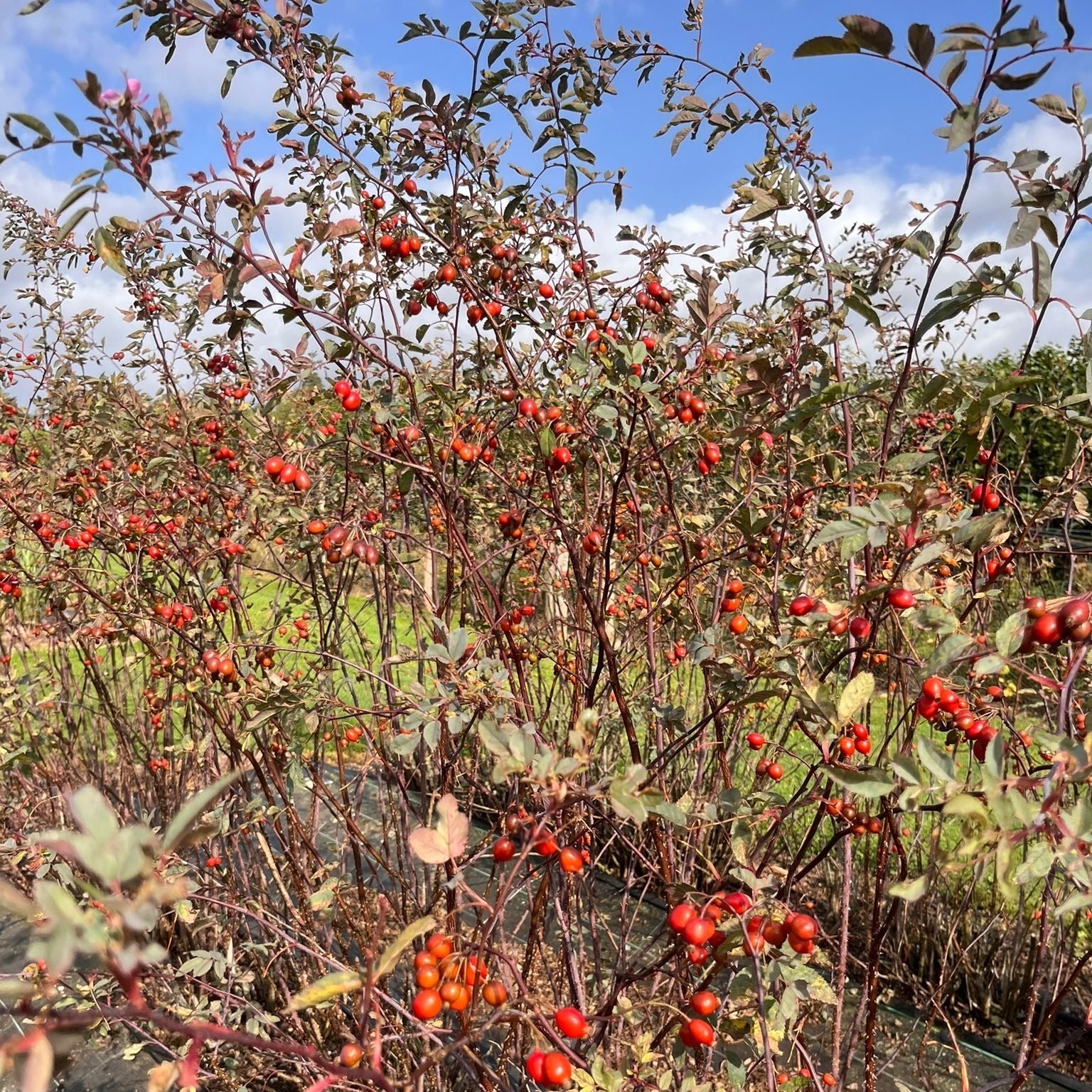 Rubrifolia 'Rose Hips' (Cultivated E) (Various Heights)