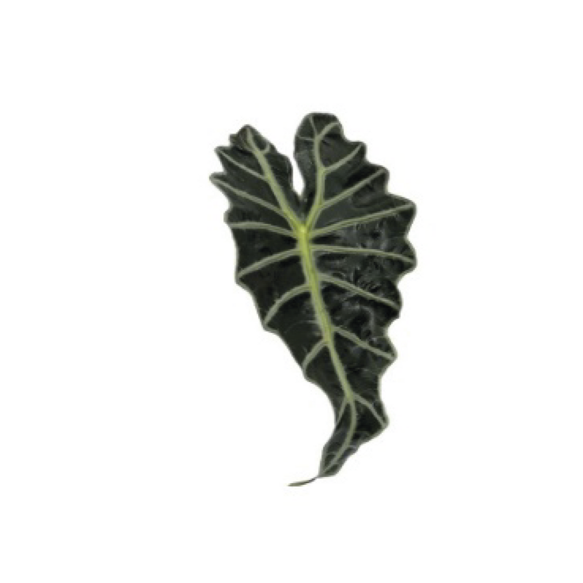 Alocasia &#39;Amazonica&#39; Leaves (Various Sizes)