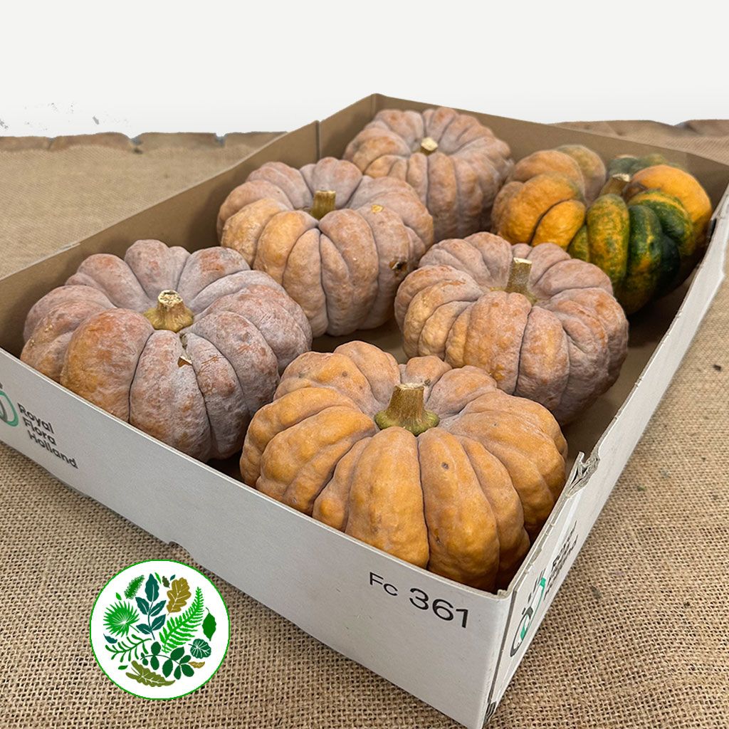 Pumpkini 'Moschata Hayato' (Various Sizes)