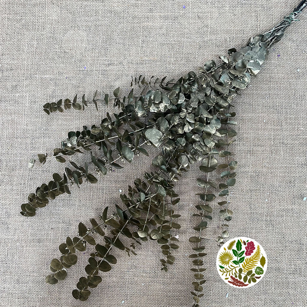 Eucalyptus 'Baby Blue' (Preserved & Painted) (DRY) (Various Colours)