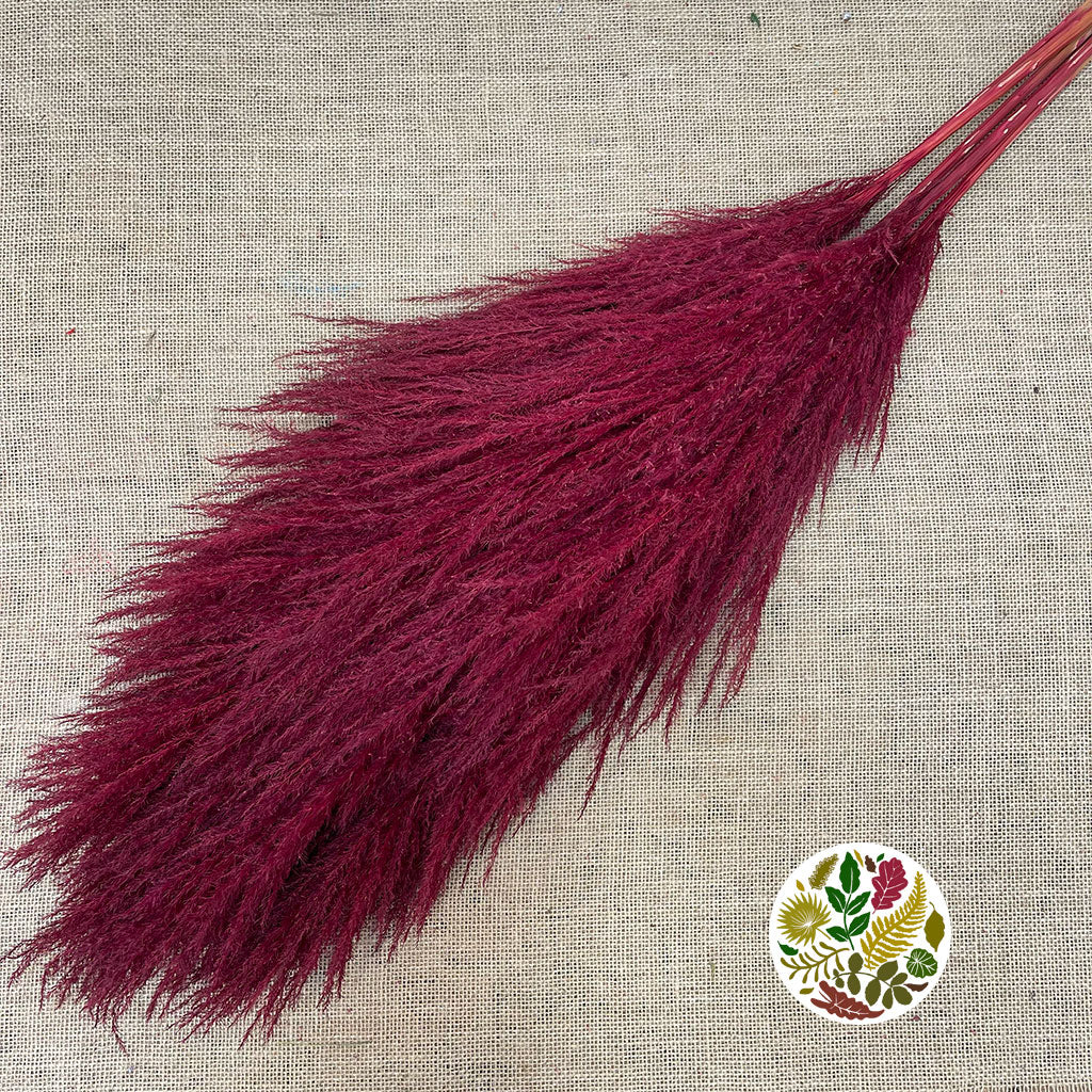 Grass 'Pampas' (Sacuara) (Coloured) (DRY) (Various Sizes)