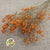 Gypsophila (Painted) (DRY) (Various Colours)