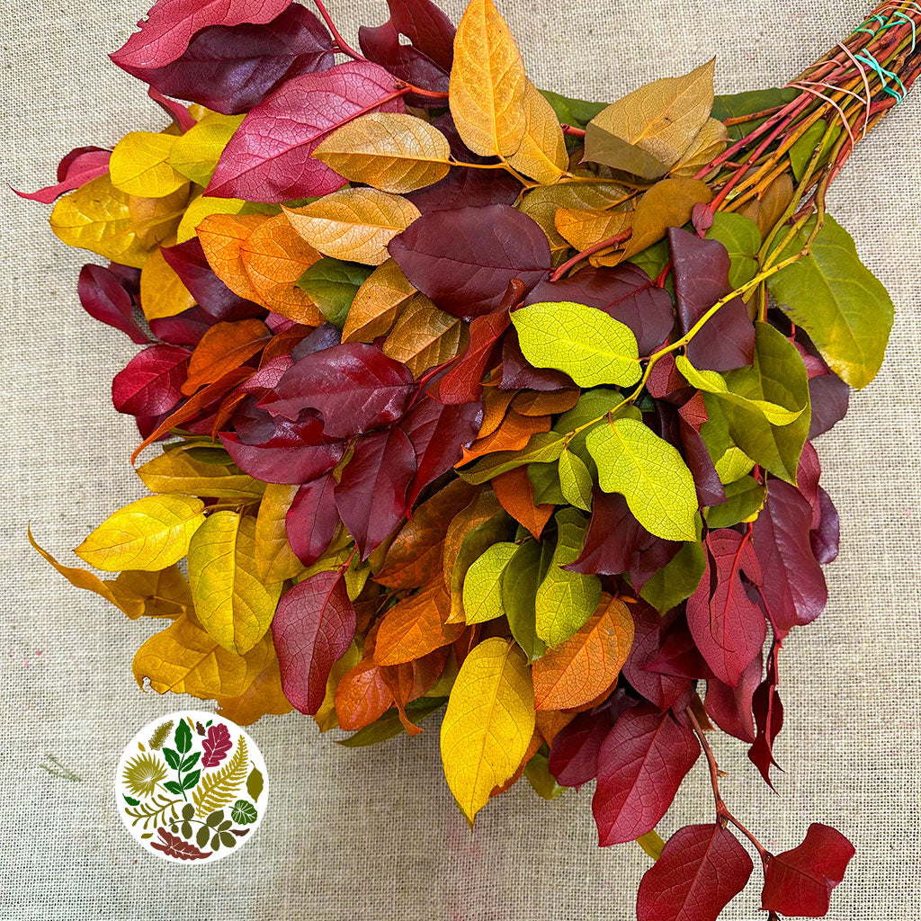 Salal 'Stabilised' (Various Colours) (DRY) 50cm