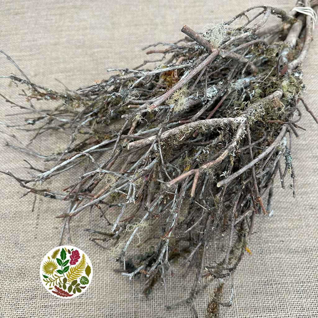 Lichen &#39;Epiphytic&#39; (DRY) (Small)