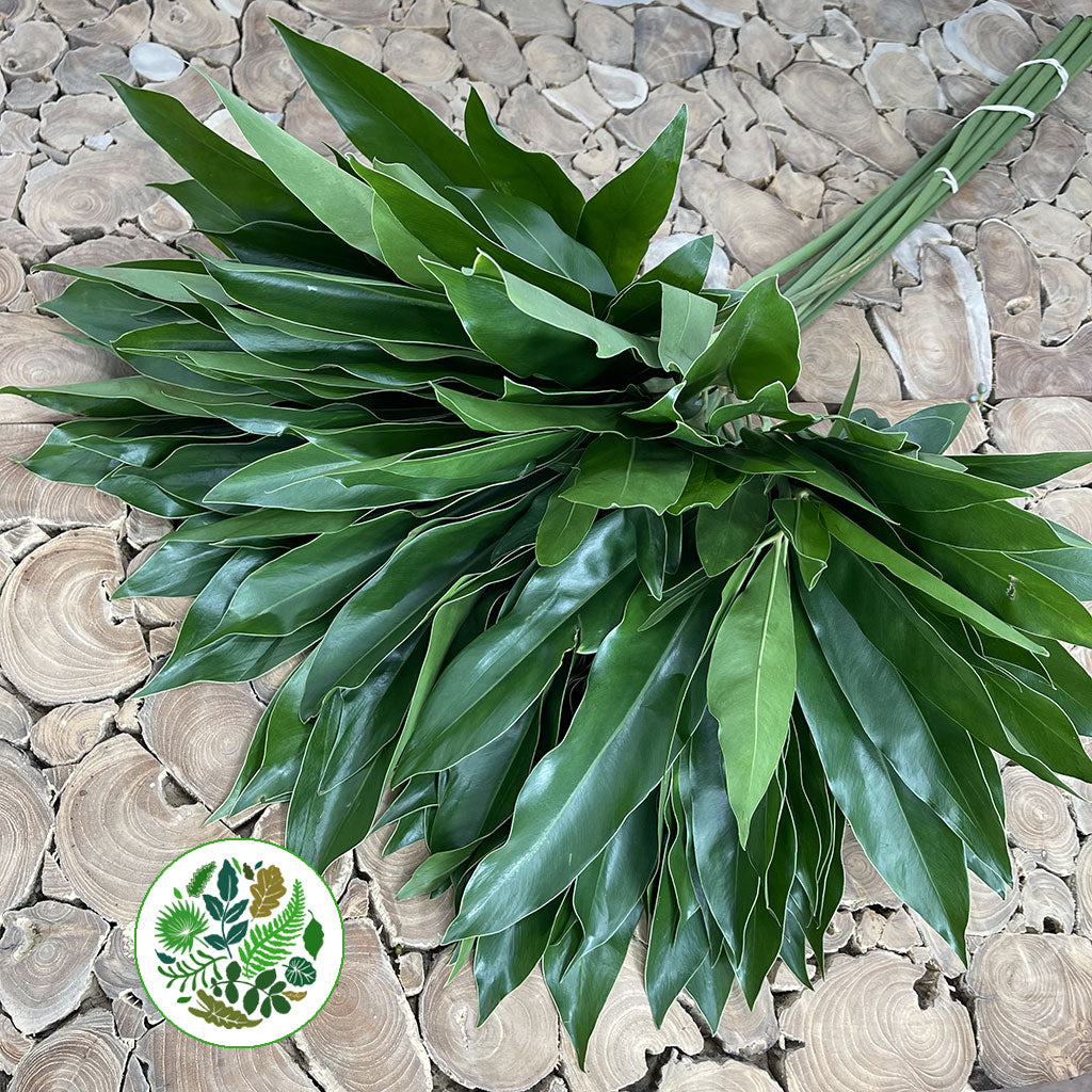 Philodendron Leaves &#39;Fun Bun&#39; (Various Lengths)