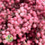 Schinus Molle Fruit (Natural Pink) (DRY) (Various Sizes)
