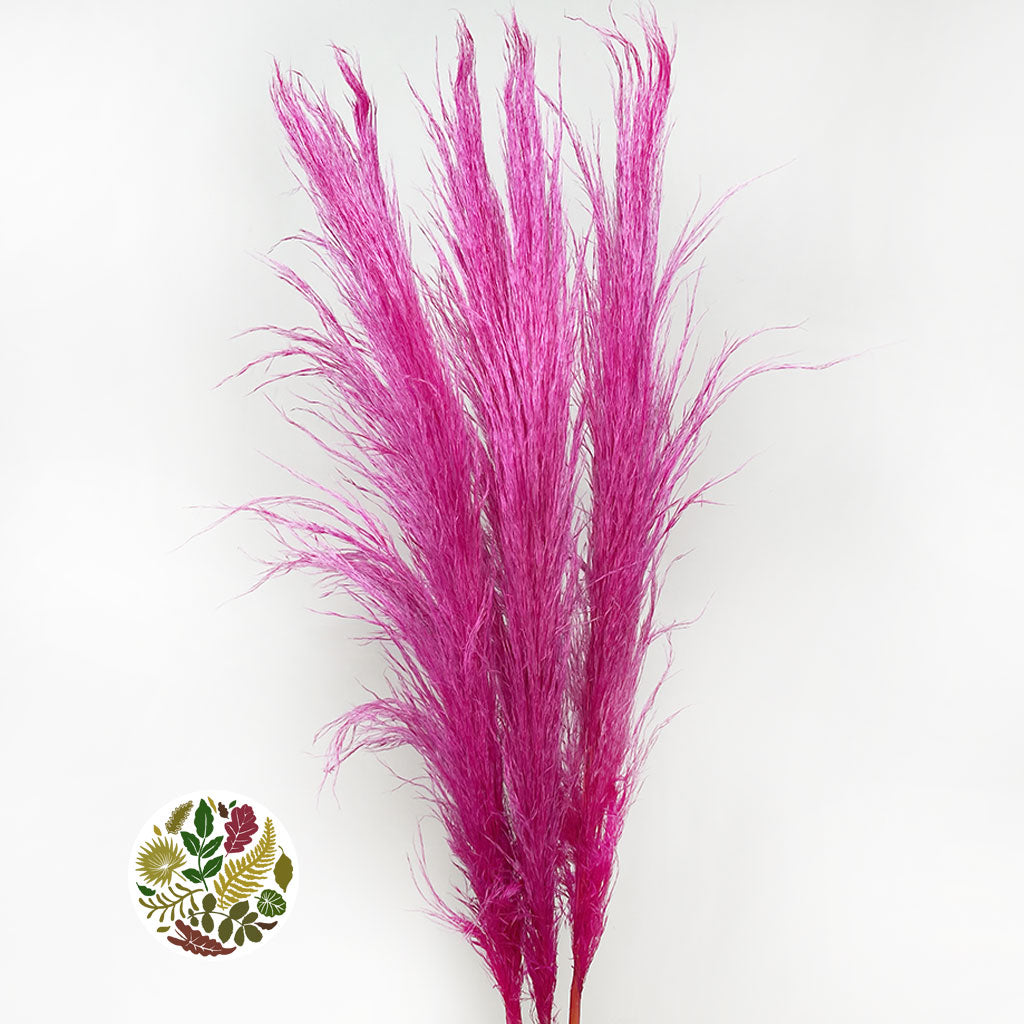 Grass 'Pampas' (Evita) (Various Colours) (DRY) 120cm (x5)
