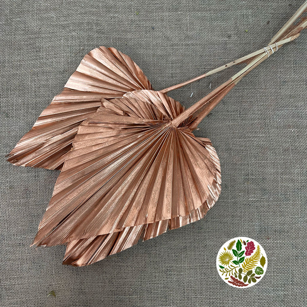 Palm 'Spear Palm' (Medium) (Painted) (DRY) (Various Colours) (x5)