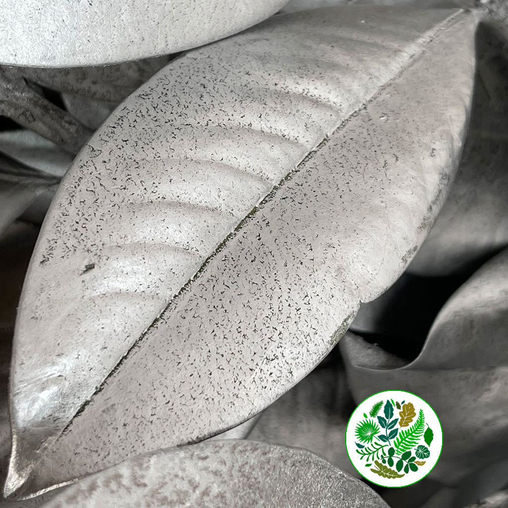 Magnolia &#39;Foliage&#39; (Painted Metallic) (Various Colours) 80cm (300g)