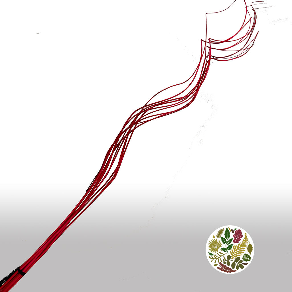 Twigs 'Weiden Curl' (Painted) (DRY) (Various Colours) 1m (x10)