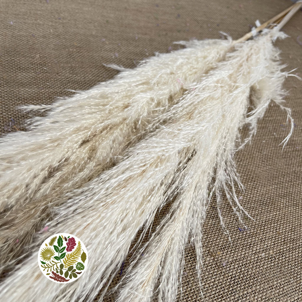 Grass 'Pampas' (Dadang) (Bleached) (DRY) (Various Sizes)