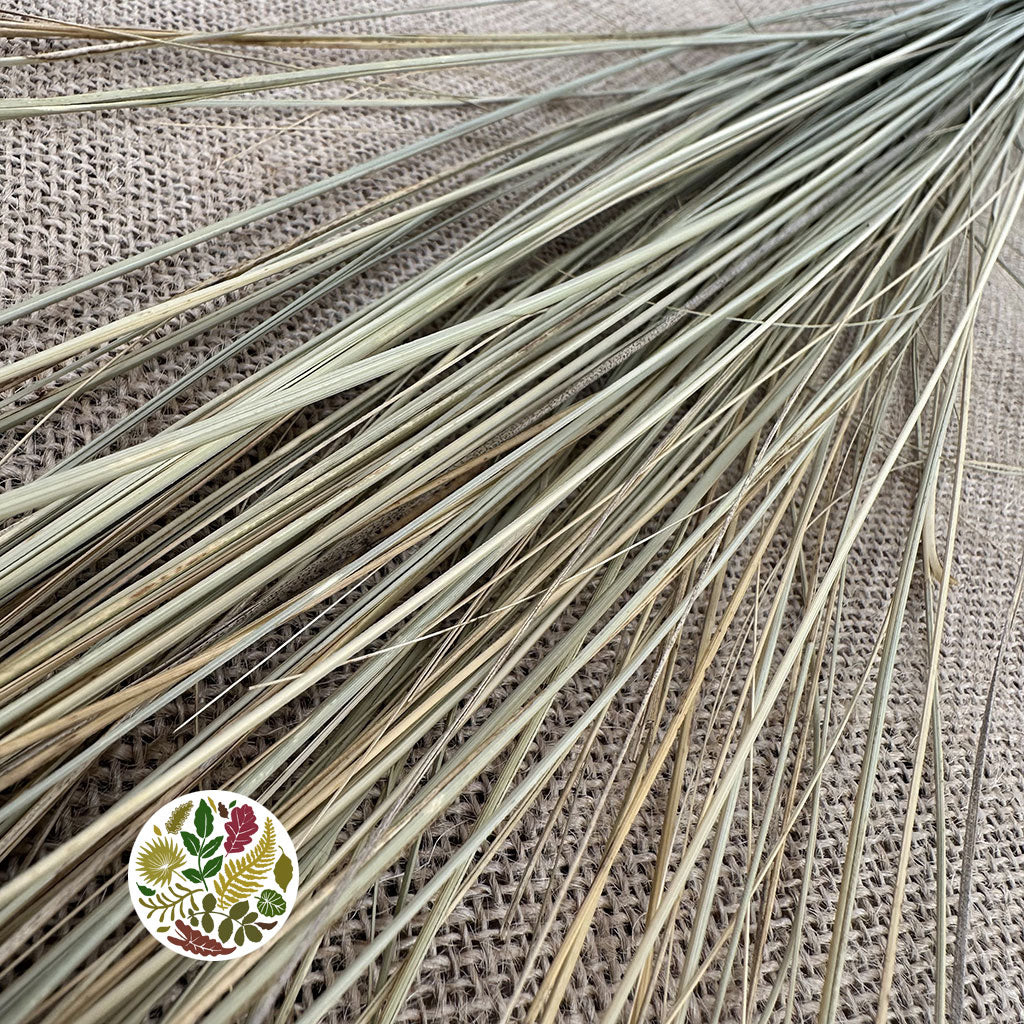 Grass 'Bear Grass' (Natural) (DRY)