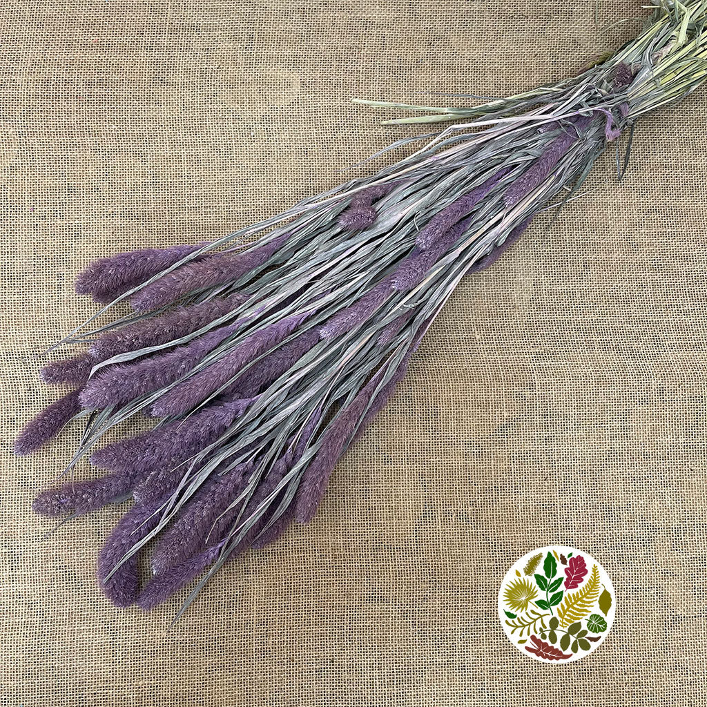 Grass 'Setaria' (DRY) (Coloured) (Various)