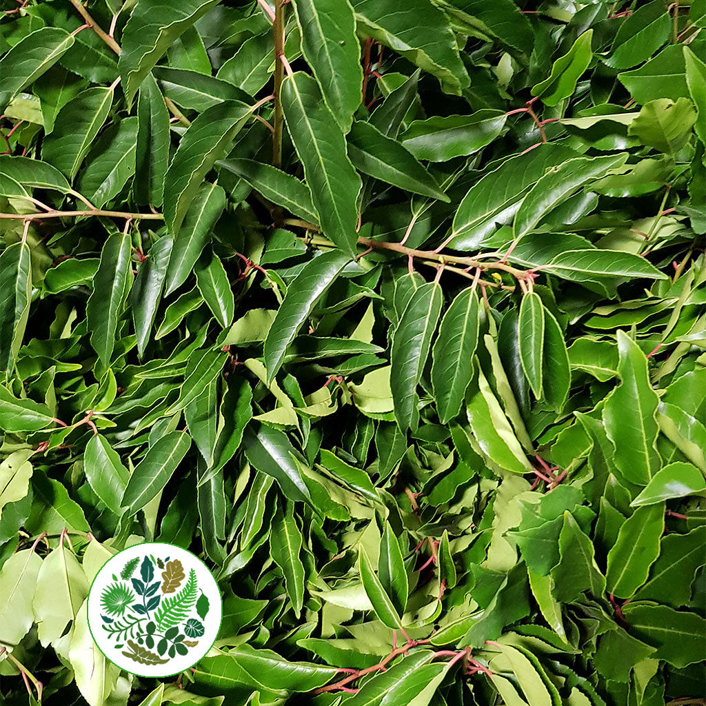 Laurel &#39;Portuguese&#39; (Wild) (Various Sizes)