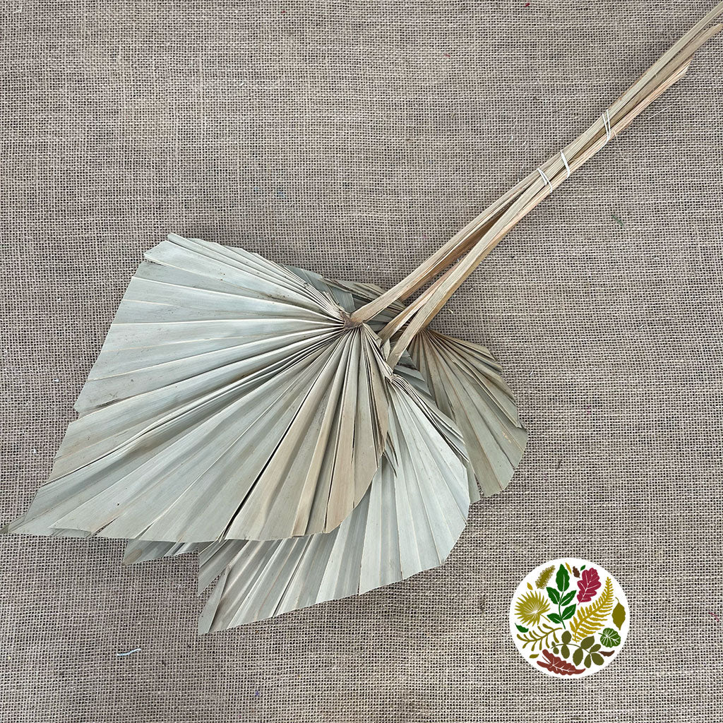 Palm 'Spear Palm' Natural (DRY) (Various Sizes)